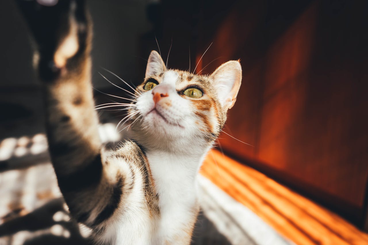 About Close-up of a tabby cat curiously reaching out in a sunlit indoor setting.