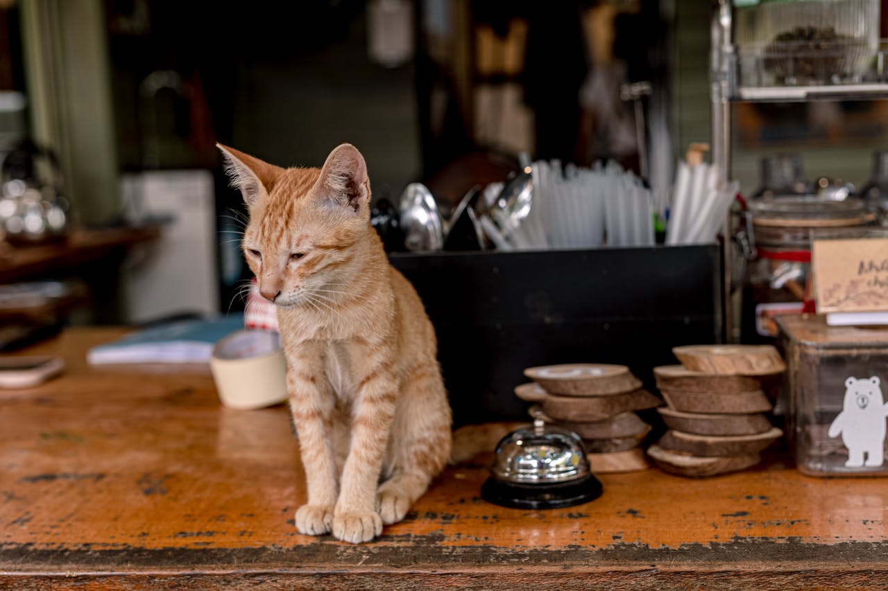 Adorable ginger cat sitting on a cozy cafe counter surrounded by utensils.
