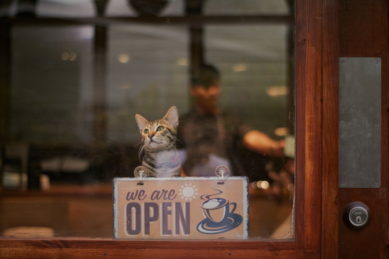 About A cat sitting at a cafe window with an 'open' sign, inviting ambiance.